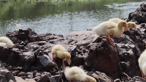 young ducklings navigate and play on a rocky riverbank under daylight.