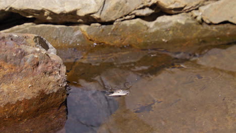 Static-shot-of-group-of-insects-floating-and-swimming-around-a-small,-natural-pool-of-water