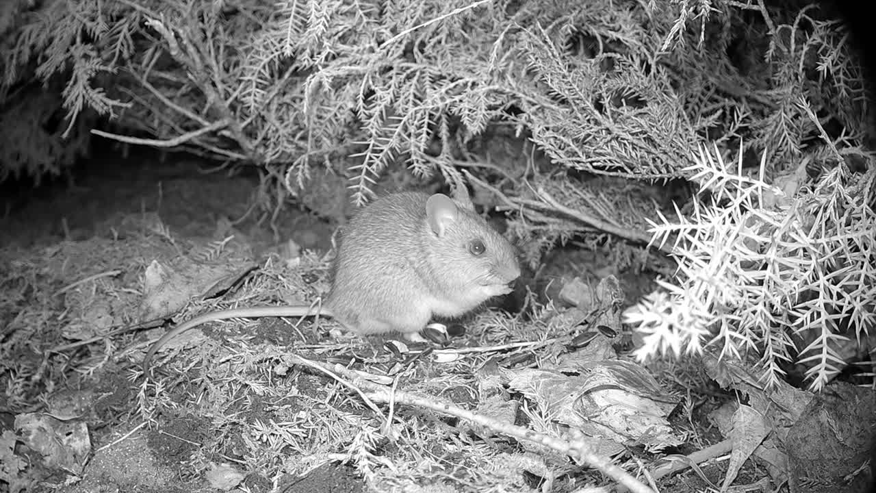 Yellow-necked mouse (Apodemus flavicollis) has found a seed and is eating it at night. Estonia.