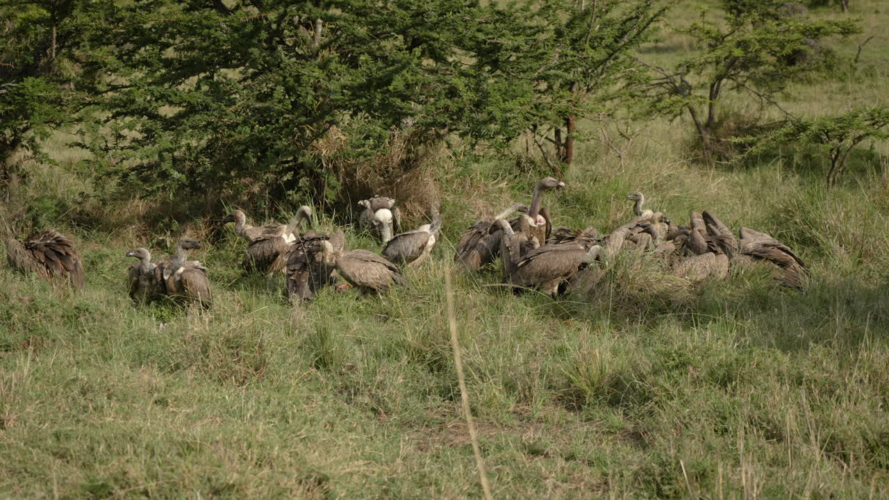 Vultures scavenging on carrion in African savannah, nature's clean-up crew