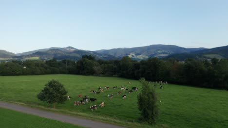 herd of cows standing on a green meadow in front of a mountain landscape, drone aerial