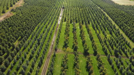 Luftaufnahme-Eines-Obstgartens-Im-Südlichen-Oregon