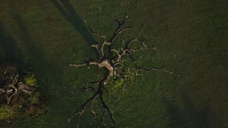 Flug-Hinunter-Zu-Der-Alten-Eiche,-Die-Sich-Auf-Den-Wiesen-Befindet