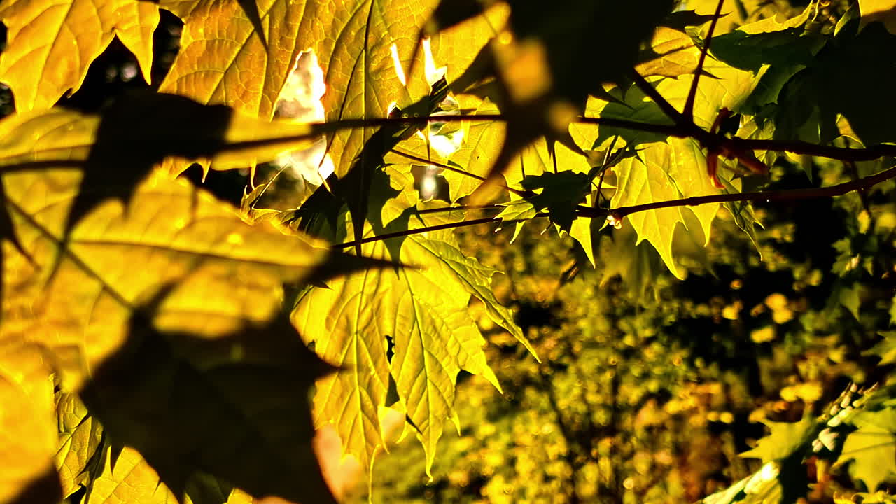 Backlit Maple Leaves in Warm Sunlight During Golden Hour in natural background video