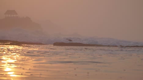 bird on the shoreline with blurry sea waves in sunrise time