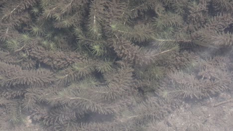 Underwater-plants-in-a-clear-lake