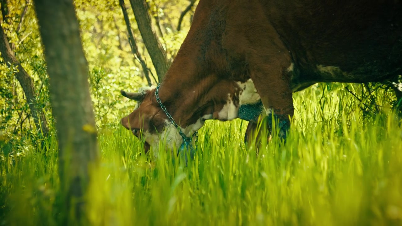 Naturskønne optagelser af fritgående køer, der græsser fredeligt på en frodig skovlysning. Høj kvalitetsoptagelse af husdyr i deres naturlige habitat, der fanger en stille sommerdag på landet.