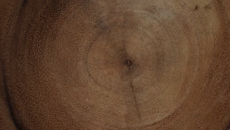 wooden circle stump trunk background from top. saw cross section cut tree wood rotation.