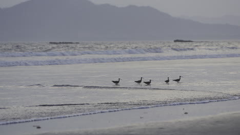 panning shot of a group of whimbrels hunting in the low waters at canas island