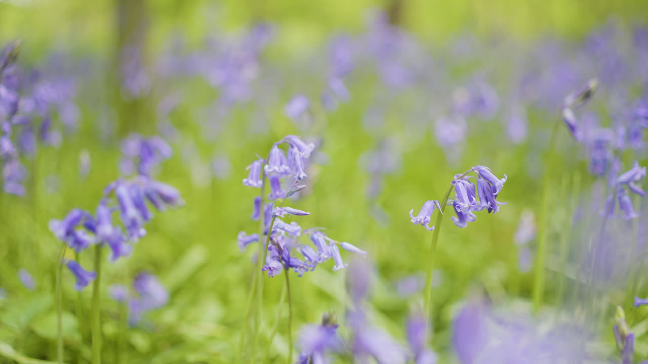 Purple Bluebells in a Spring Meadow