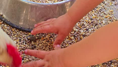 close-up of a child’s hands offering seeds to a white chicken, with the bird gently pecking food from the palm near a metal bowl
