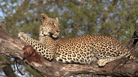 vista lateral cercana del leopardo tumbado en un árbol caído y mirando hacia afuera