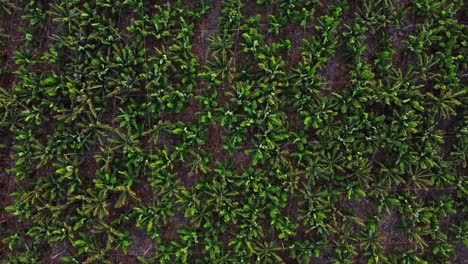 Banana-trees-plantation,-top-down-aerial-background,-zoom-in,-day