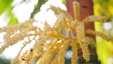 palm tree seeds being visited by many honey bees in the sun