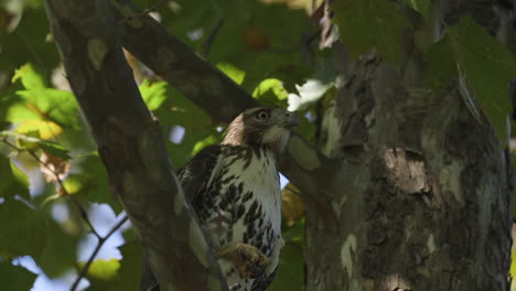 Hawk-in-a-tree