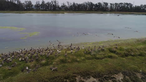 drone disparado girando alrededor de un grupo de gaviotas mientras toman vuelo