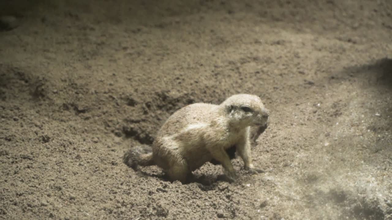 South African Ground Squirrels Coming Out From A Hole In Singapore Zoo- Full Shot