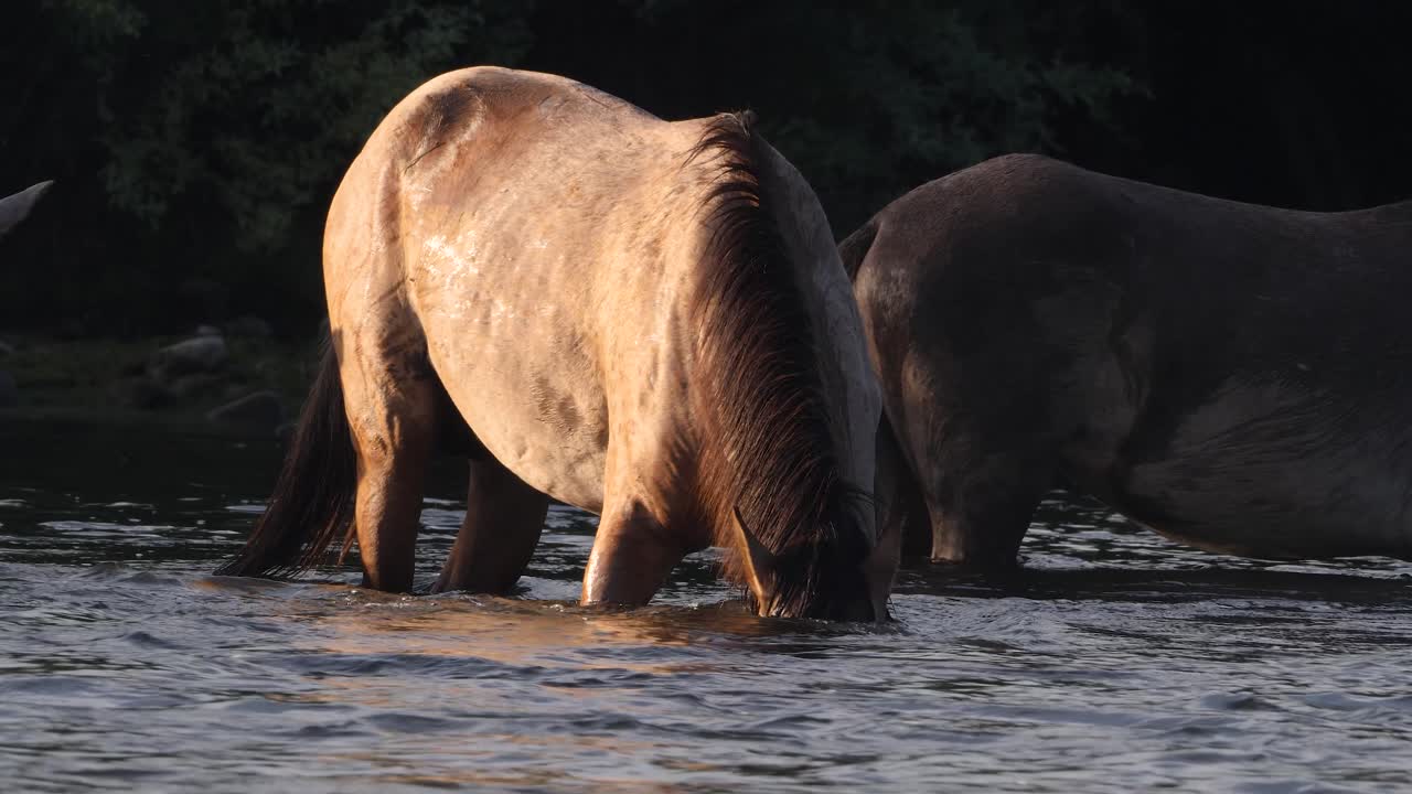 caballos salvajes sumergiendo sus cabezas en un río que fluye con luz dorada golpeándolos