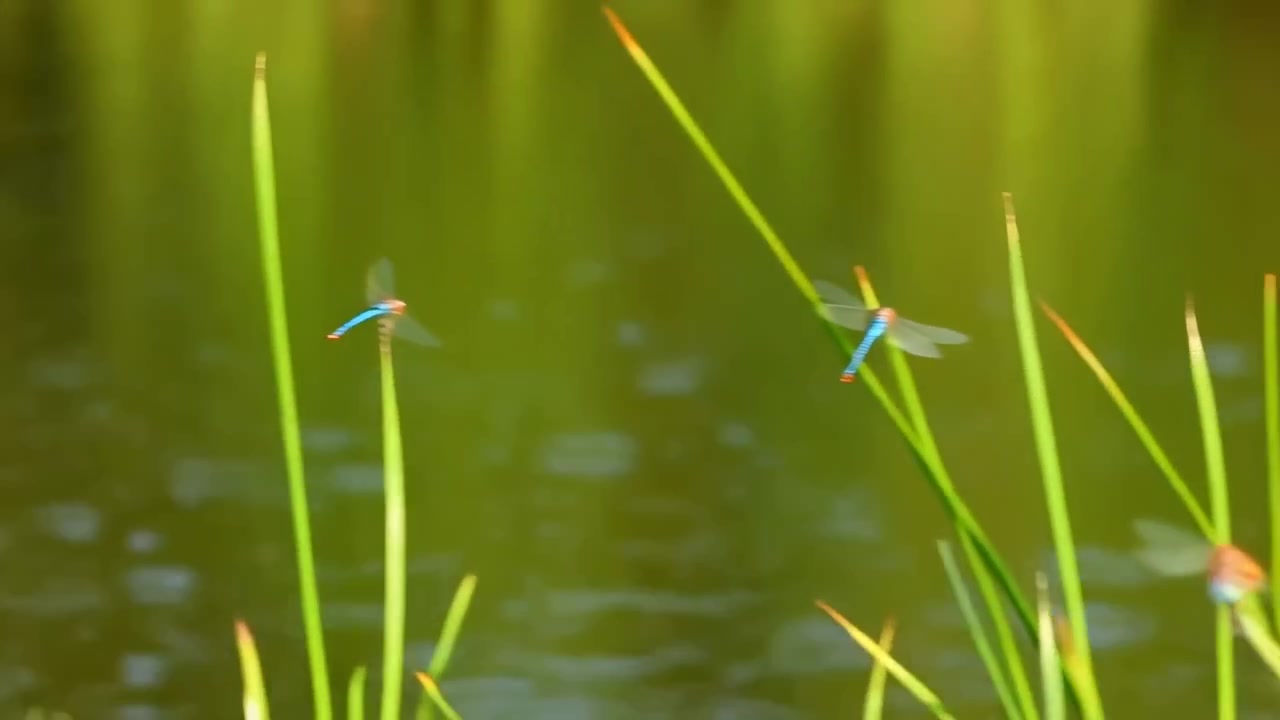 Piccole libellule blu e arancioni riposano sulle punte delle canne sopra uno stagno immobile, mentre increspature concentriche, riflessi soffusi della luce diurna, acqua verde scuro ed erbe palustri creano un habitat naturale calmo.