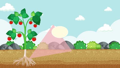 lapso de tiempo del crecimiento de la planta y la anatomía de la raíz