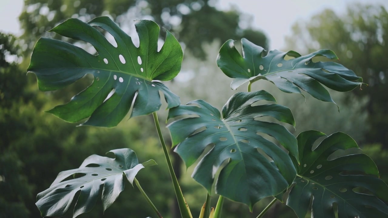 Pianta di Monstera che ondeggia rispondendo alla brezza, con le foglie che si spostano e ruotano in giardino, sotto un cielo tenue.