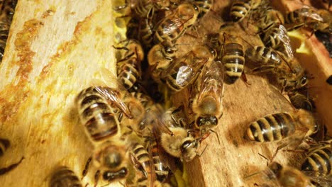 Close-up view of bees on honeycomb