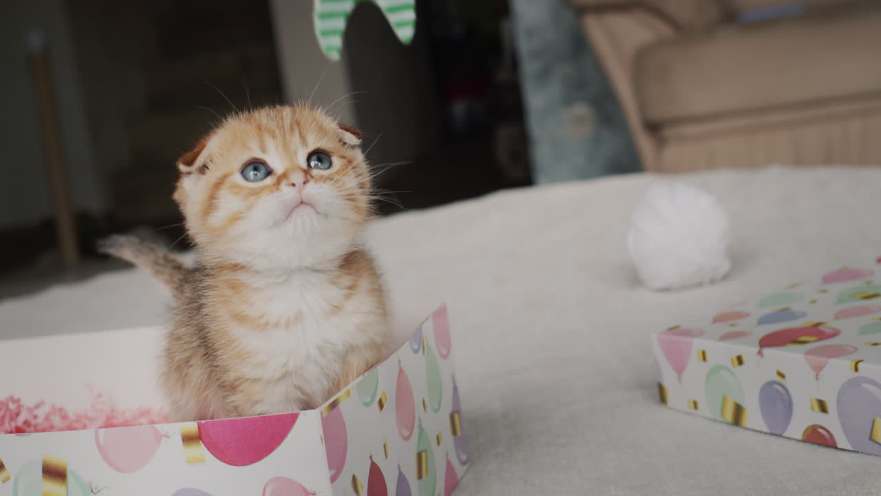 The owner plays with a small ginger kitten