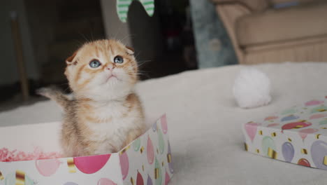 el dueño juega con un pequeño gatito de jengibre