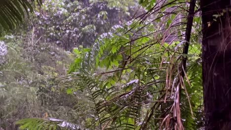 heavy rain on mixed tropical forest