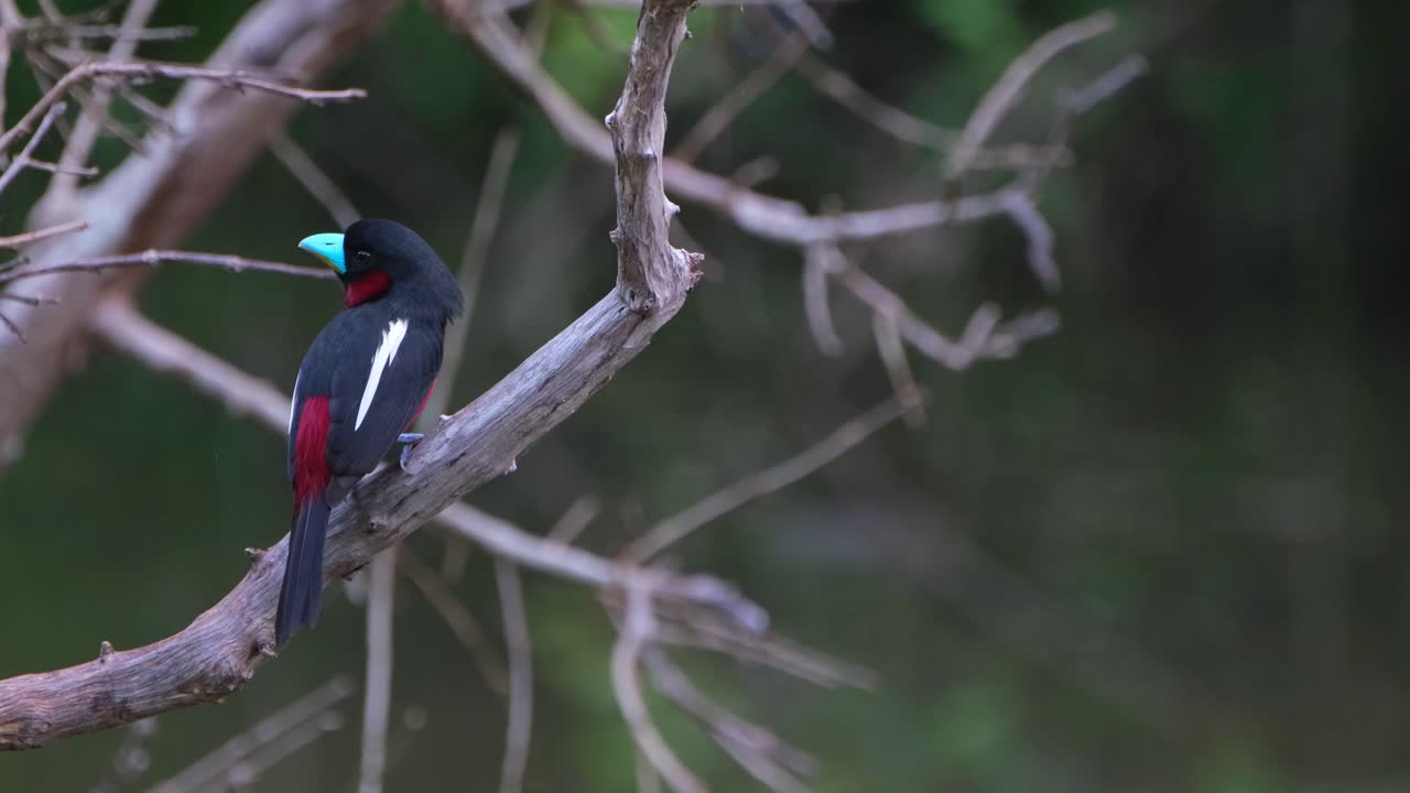 visto en el lado izquierdo a punto de volar, pico ancho negro y rojo, cymbirhynchus macrorhynchos, parque nacional kaeng krachan, tailandia