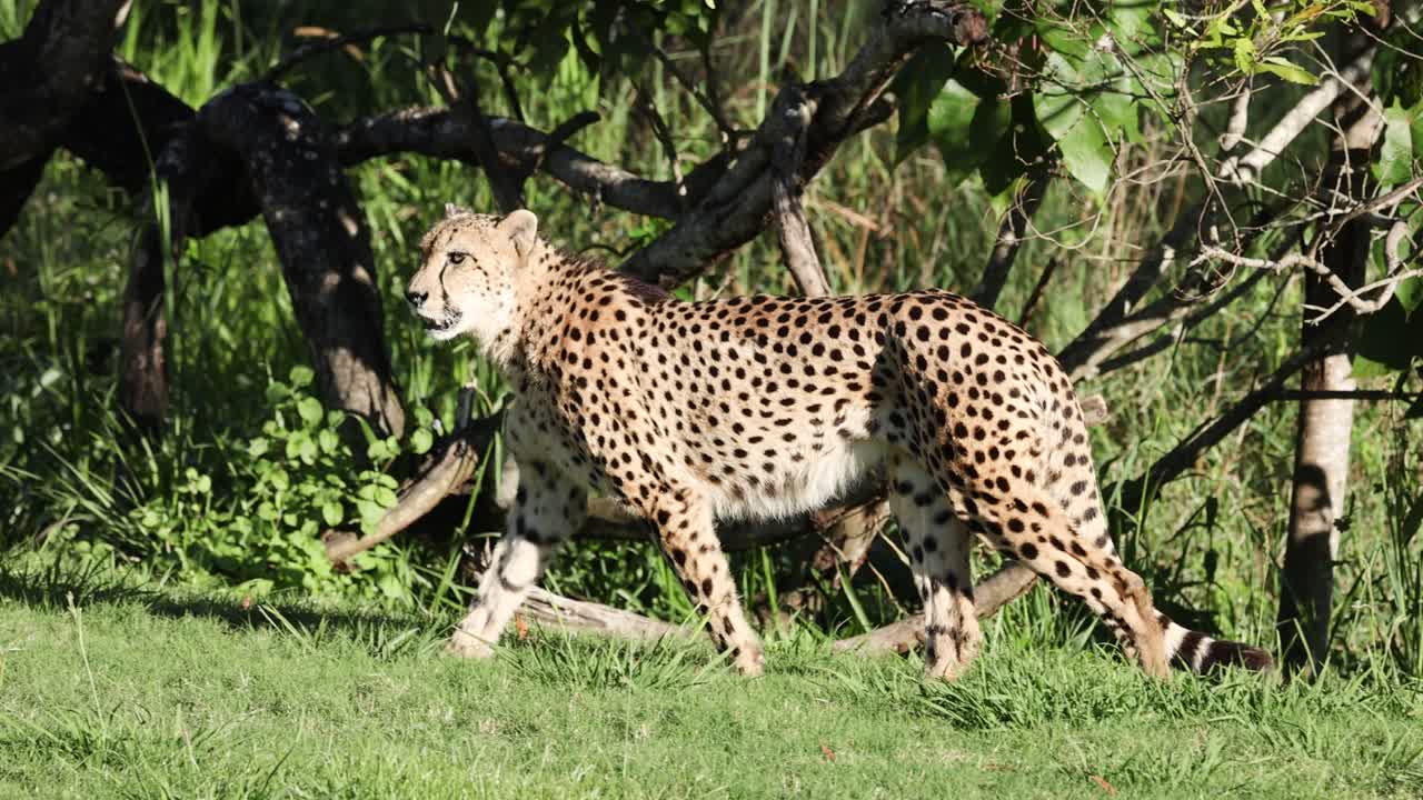 cheetah paseando por la exuberante vegetación en el zoológico de australia