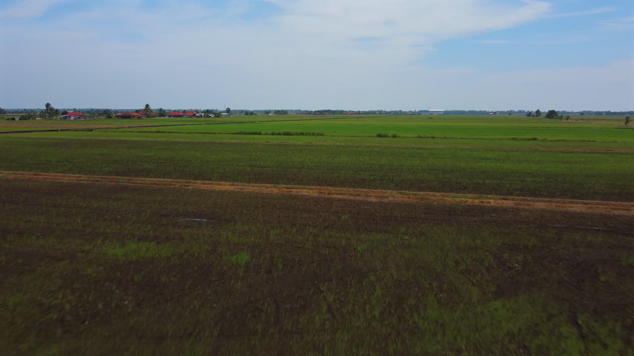 Green paddy field, low, closeup fast smooth forward drone shot