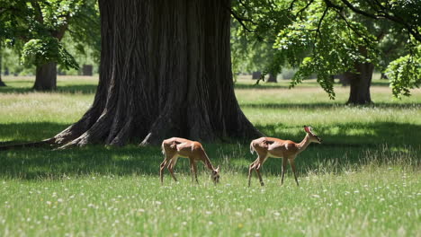 two deer grazing in a meadow under trees