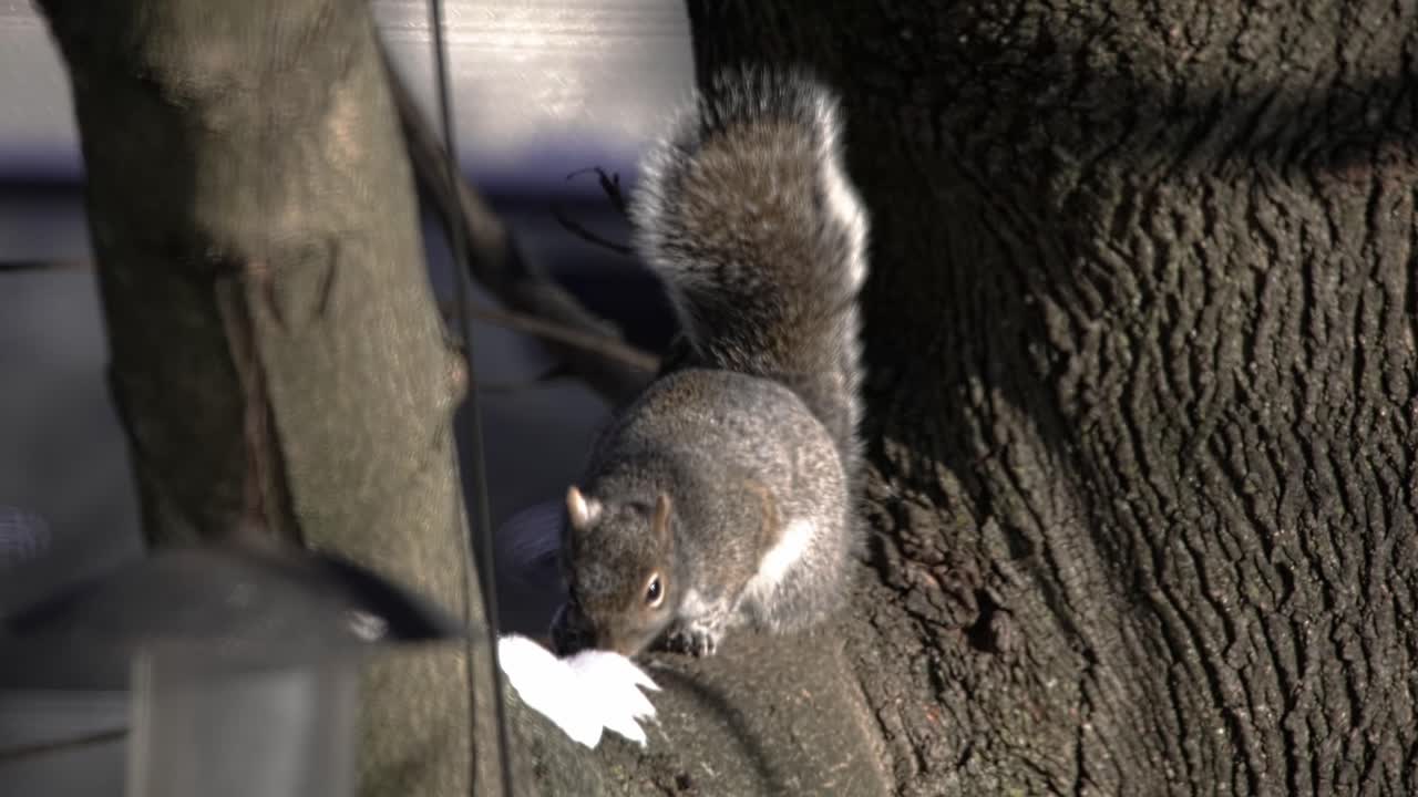 Un simpatico scoiattolo grigio seduto su un ramo d'albero che mangia una noce durante una soleggiata giornata invernale