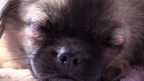 perro spaniel tibetano de tiro muy apretado que se va a dormir con algún movimiento ocular en el sueño