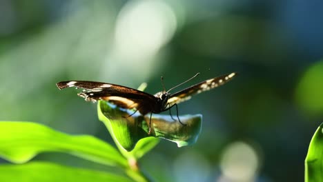 butterfly resting and flying off a leaf