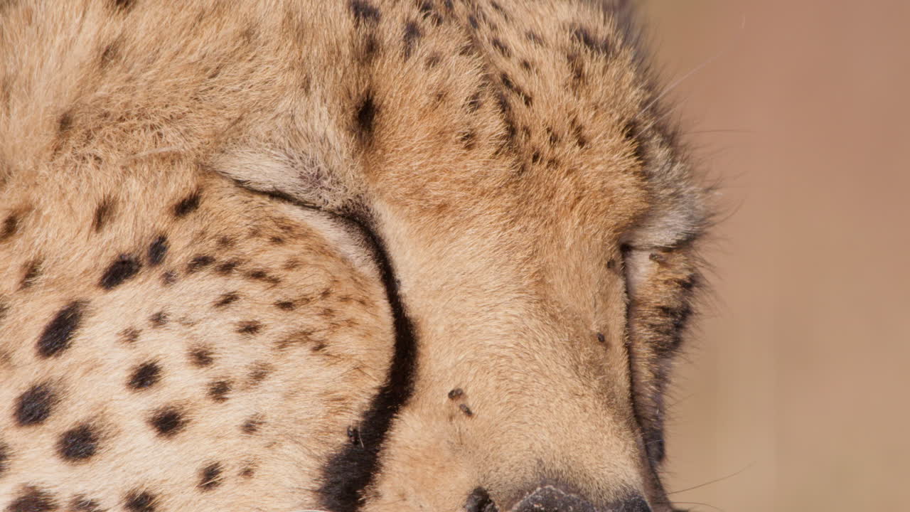 Close up shot of a cheetah's face snoozing in the midday sun