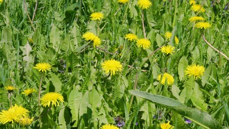 flores de diente de león amarillas y hierba verde en el prado de verano