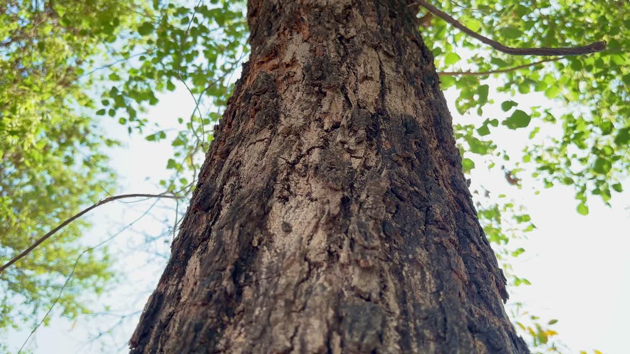 camera going up with the trunk of the tree, crane up shot of the tree trunk