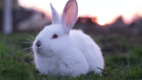a white rabbit sitting in grass during sunset