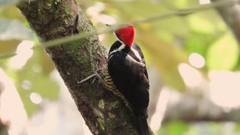 Un-Pájaro-Carpintero-De-Cabeza-Carmesí-Está-Examinando-La-Corteza-Del-árbol-En-Busca-De-Insectos