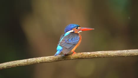 adorable close up blue-eared kingfisher bird perching on the tree branch