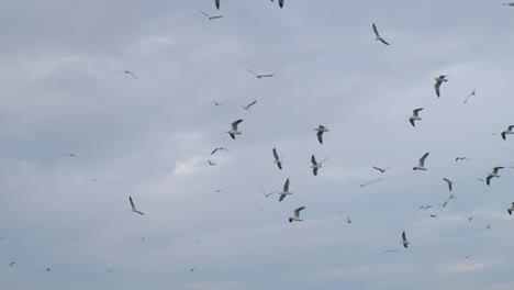 bandada de gaviotas reunidas volando en círculos contra el cielo oscuro