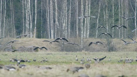 White-fronted-geese-flock-on-dry-grass-meadow-field-feeding-during-spring-migration