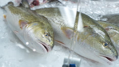 farm raised redfish in seafood market display case, whole redfish selection at fishmonger, slider hd