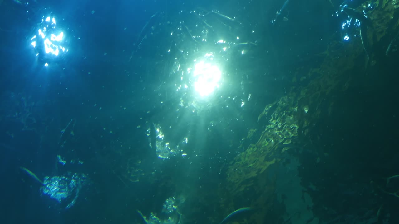 Dive into the serene underwater world capturing light reflections and aquatic life in stunning detail.