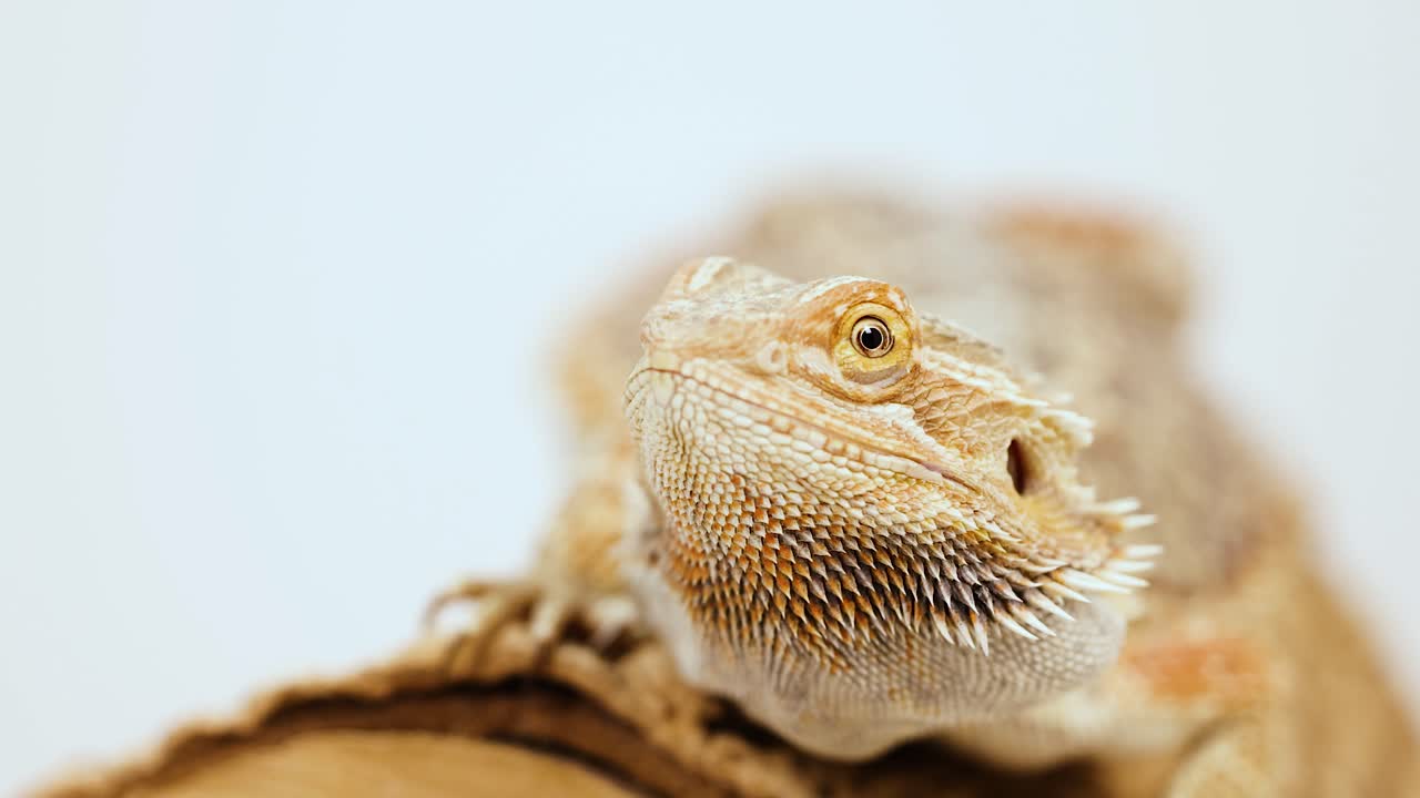 A bearded dragon rests on a log, occasionally shifting its gaze. Soft lighting highlights its textured scales