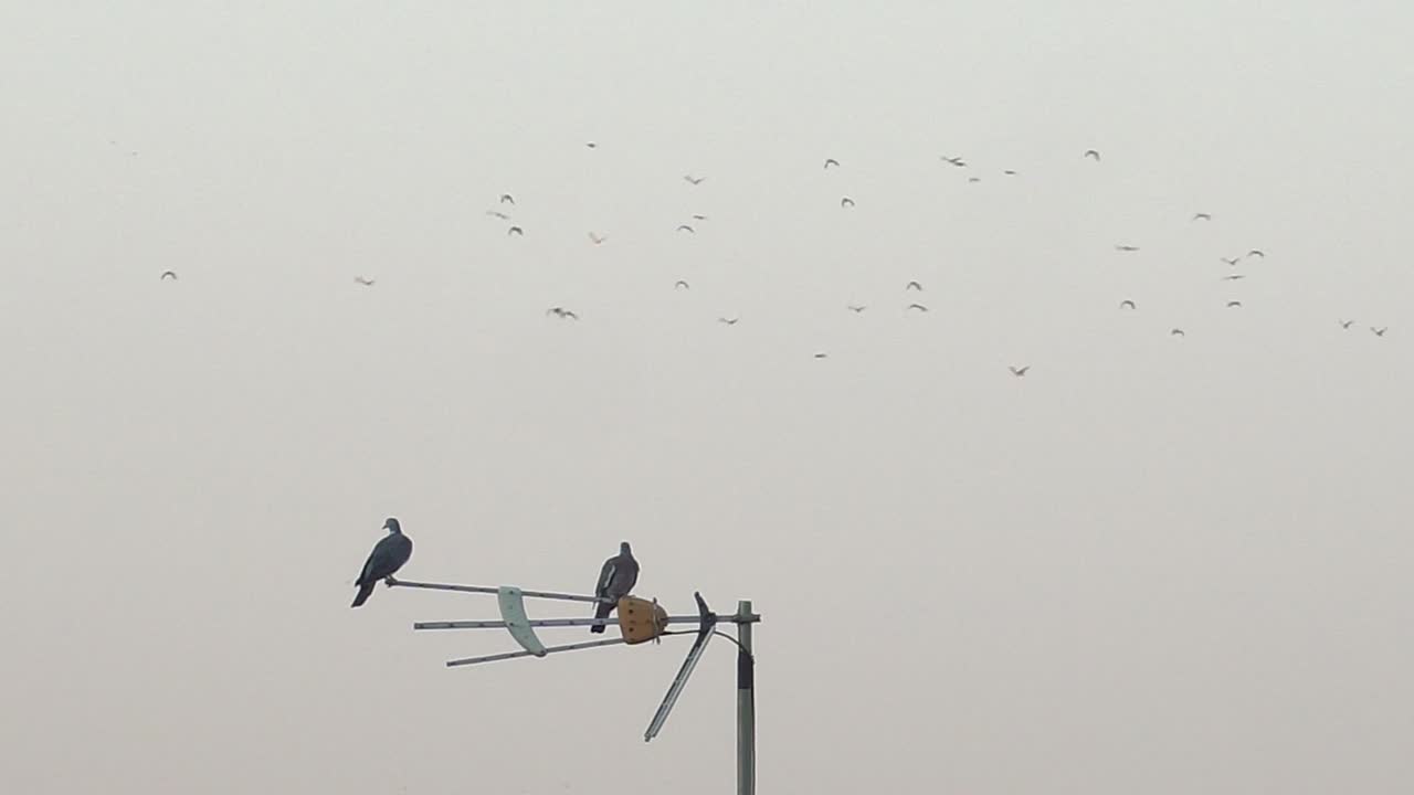 Two Pigeons sitting on TV Antenna with backdrop of birds flying through empty frame