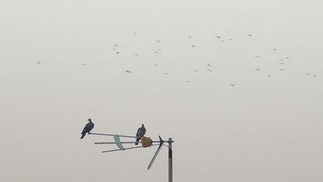 two pigeons sitting on tv antenna with backdrop of birds flying through empty frame