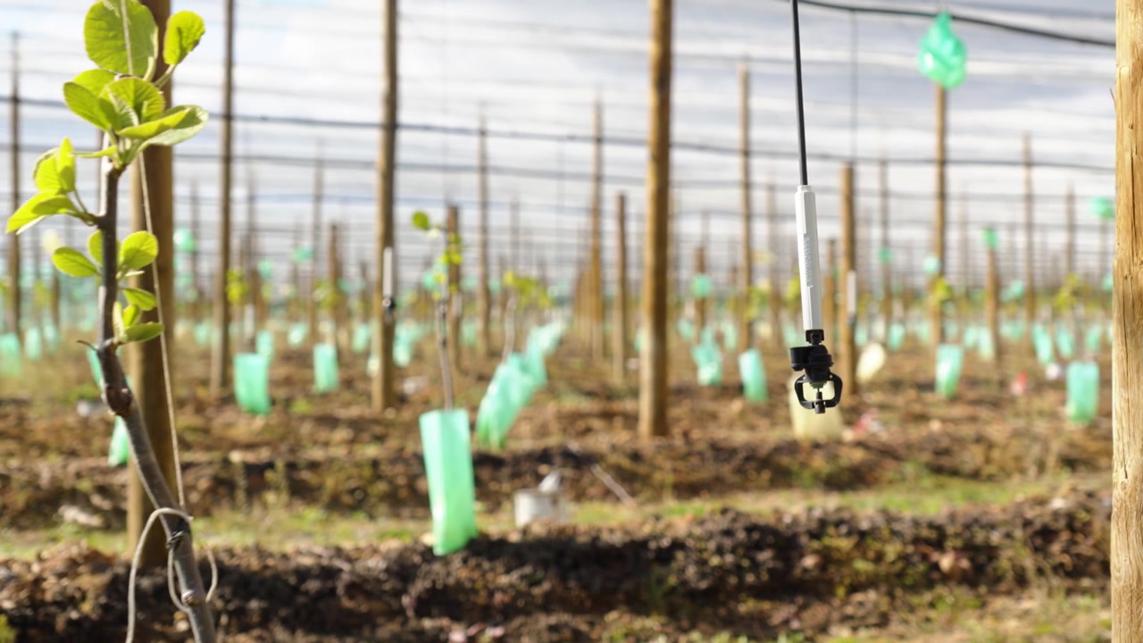 Hængende mikrosprinkler-sving over unge frugtplantagerækker inde i et beskyttet dyrkningsdrivhus.